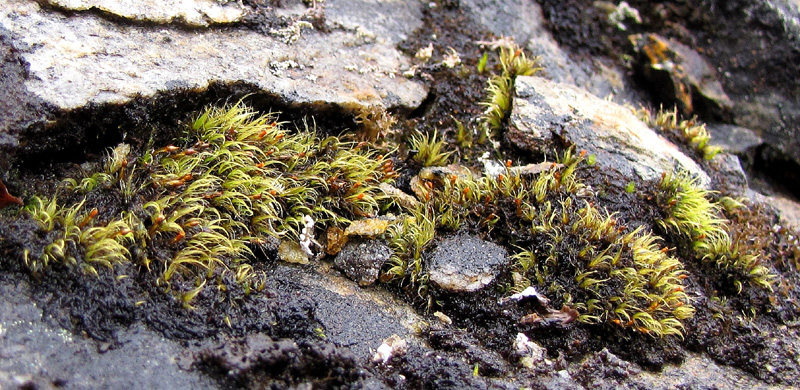 Arctoa anderssonii